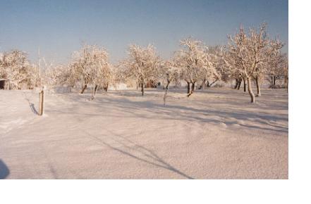 Apfelgarten schnee